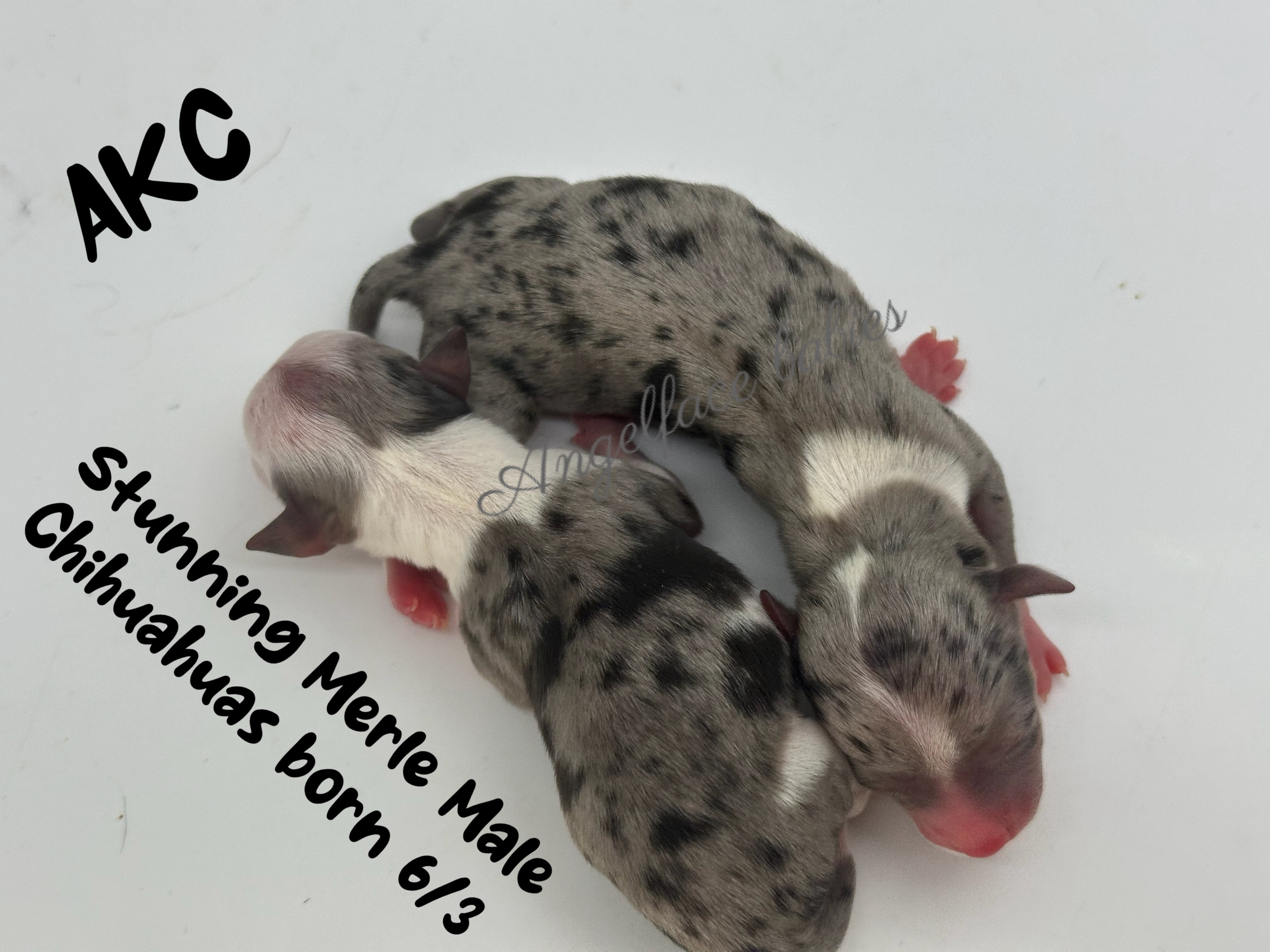 Southeast Texas Angel Face Yorkies & Charming Chihuahuas  Specializing in raising quality Teacup Angel Face Yorkies in Parti, Chocolate & Traditional, Chihuahua's in Blue, Merle, and Chocolate in Southeast Texas