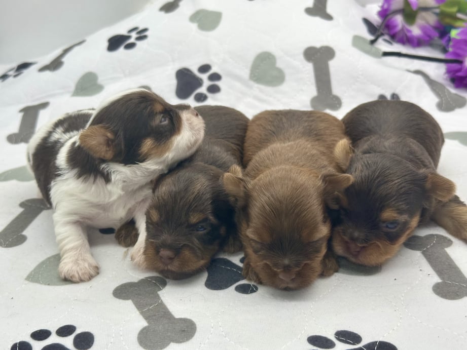 AKC Registered Yorkie and Chihuahua puppies - Southeast Texas Angel Face Yorkies and Charming Chihuahuas 