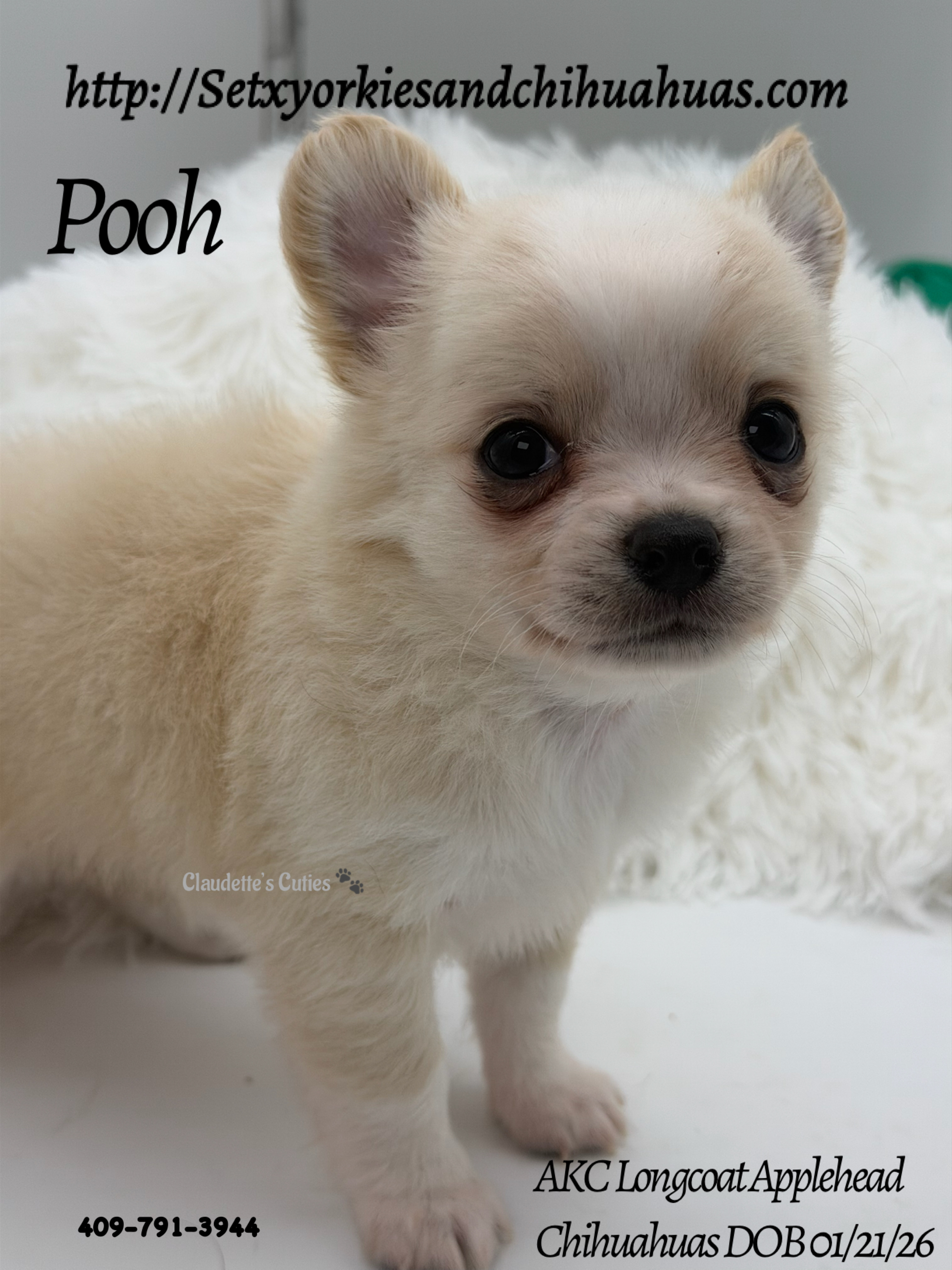 Southeast Texas Yorkies and Chihuahua Puppies for sale