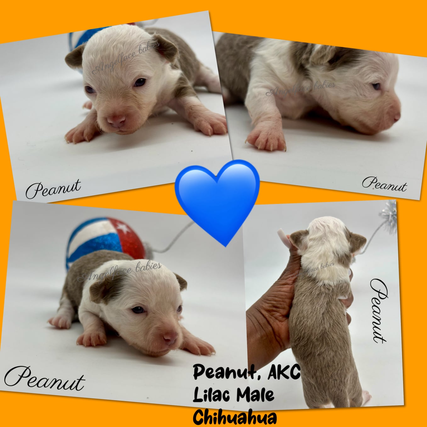 Southeast Texas Angel Face Yorkies & Charming Chihuahuas  Specializing in raising quality Teacup Angel Face Yorkies in Parti, Chocolate & Traditional, Chihuahua's in Blue, Merle, and Chocolate in Southeast Texas