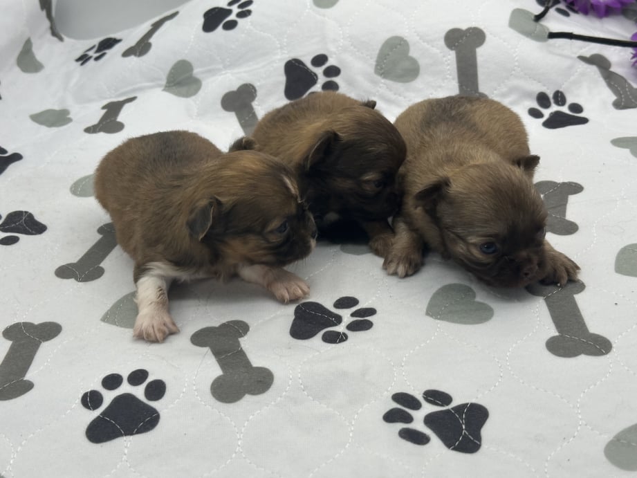 AKC Registered Yorkie and Chihuahua puppies - Southeast Texas Angel Face Yorkies and Charming Chihuahuas 