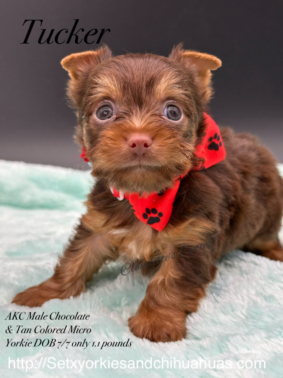 AKC Registered Yorkie and Chihuahua puppies - Southeast Texas Angel Face Yorkies and Charming Chihuahuas 
