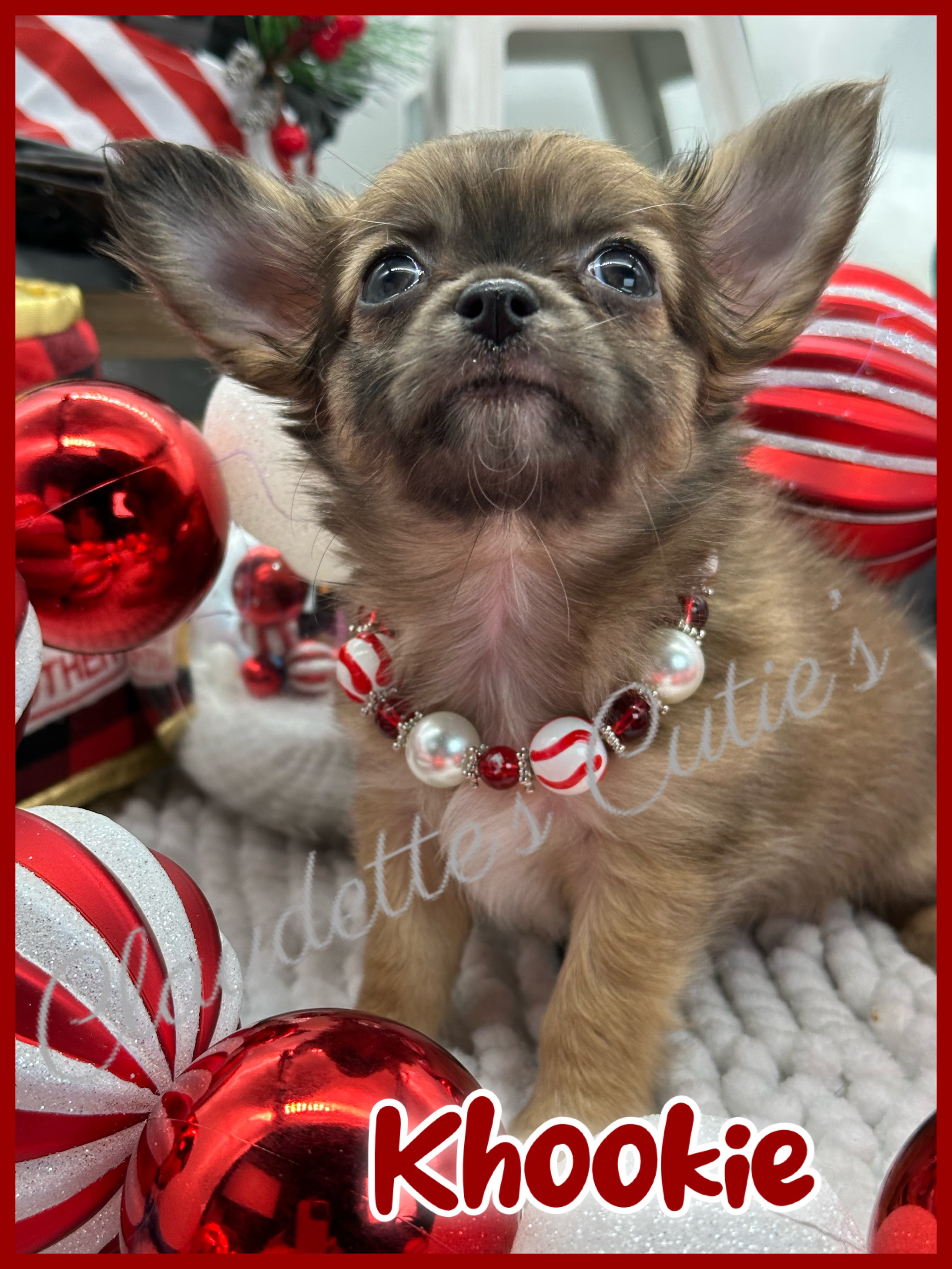 Southeast Texas Angel Face Chihuahua and Yorkie Puppies