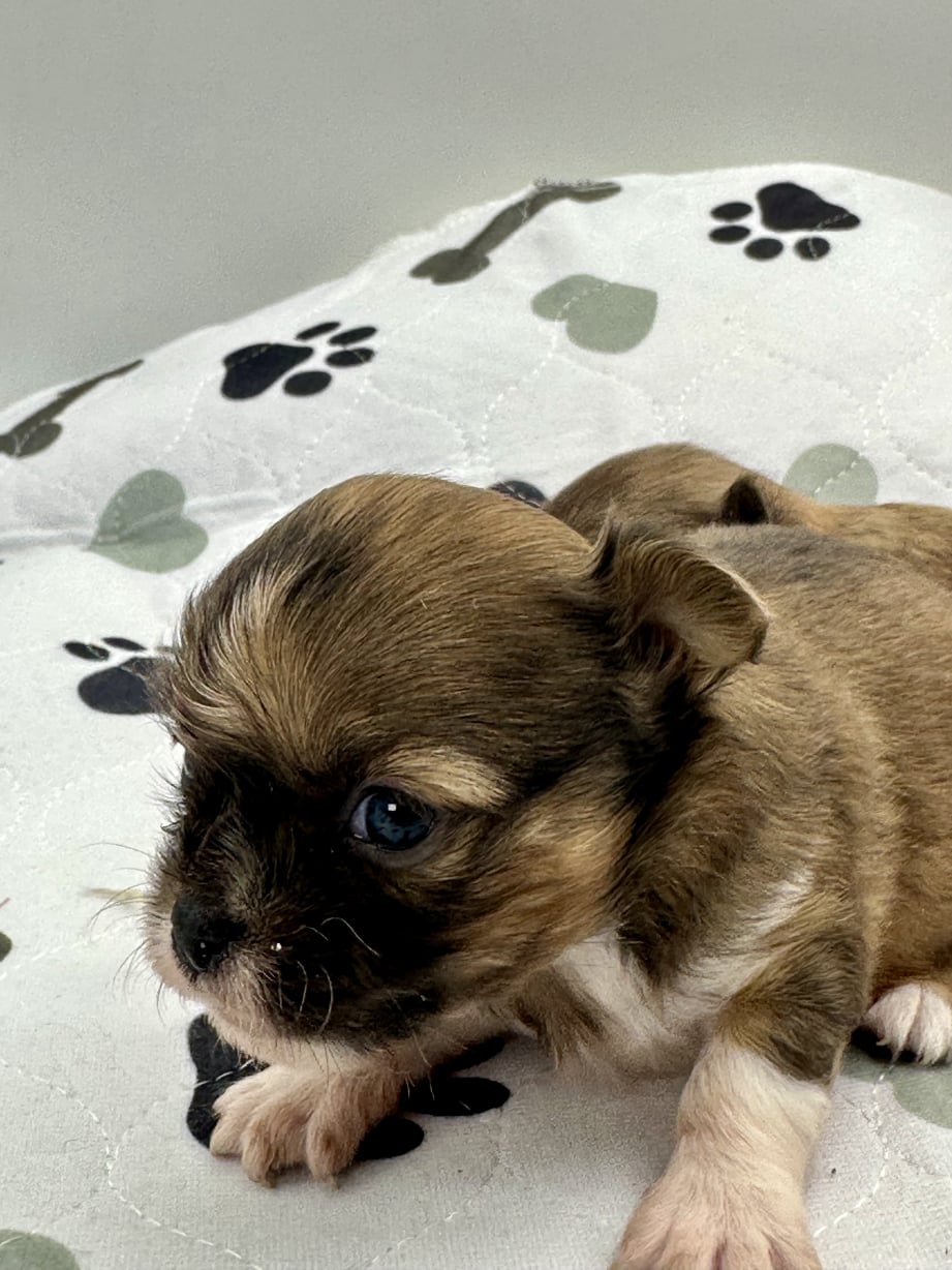AKC Registered Yorkie and Chihuahua puppies - Southeast Texas Angel Face Yorkies and Charming Chihuahuas 