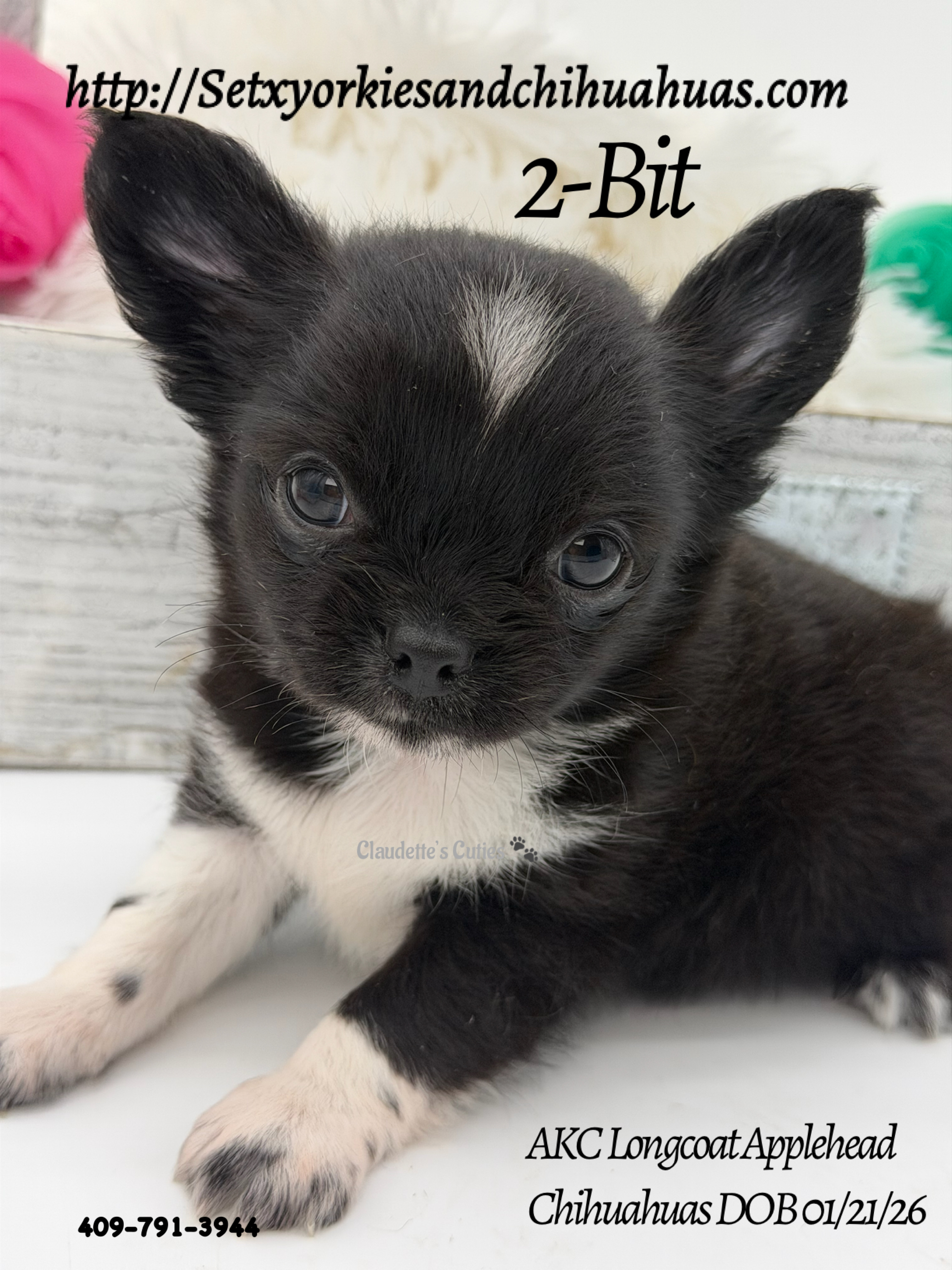 Southeast Texas Yorkies and Chihuahua Puppies