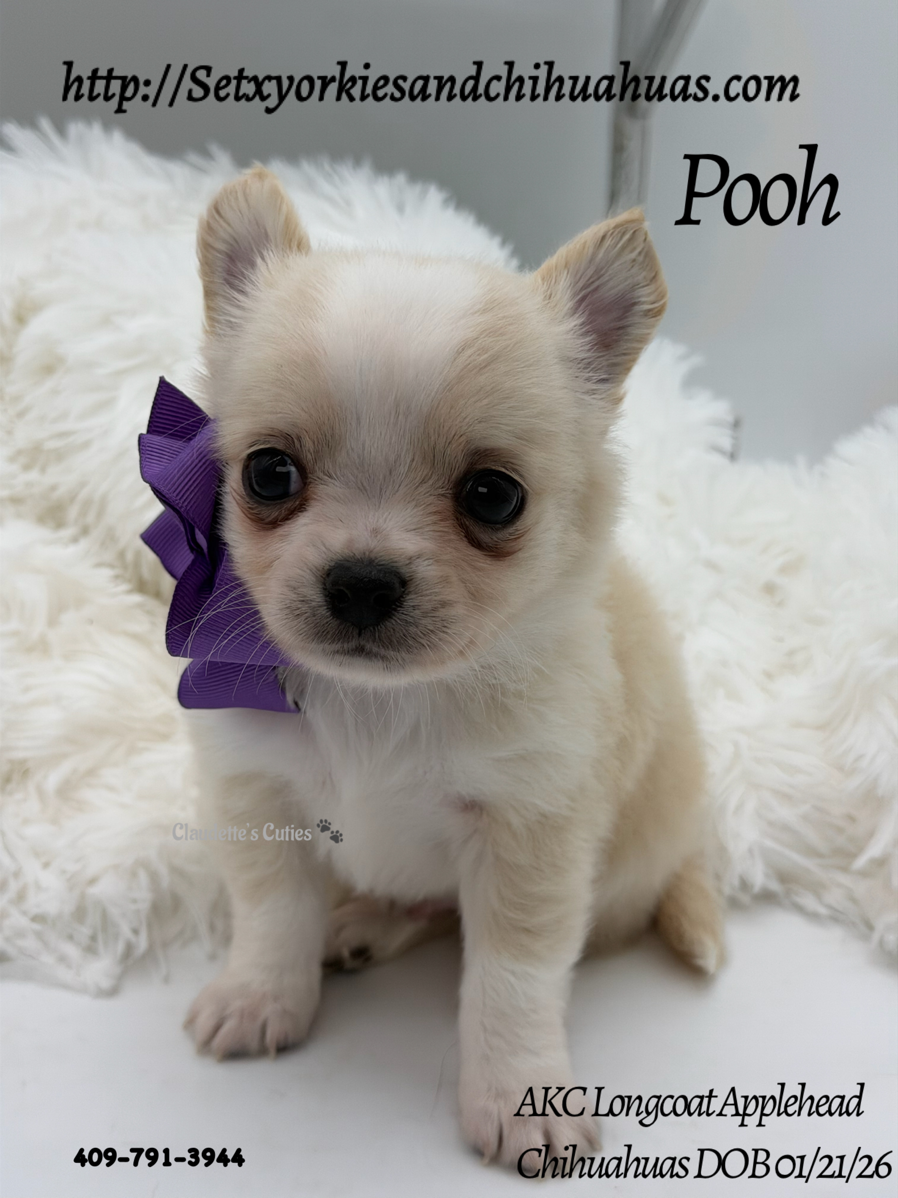 Southeast Texas Yorkies and Chihuahua Puppies