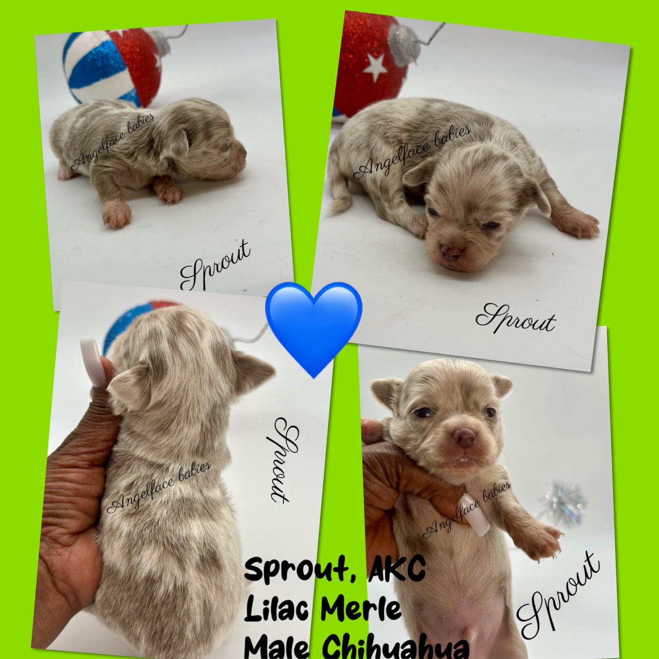 Southeast Texas Angel Face Yorkies & Charming Chihuahuas  Specializing in raising quality Teacup Angel Face Yorkies in Parti, Chocolate & Traditional, Chihuahua's in Blue, Merle, and Chocolate in Southeast Texas