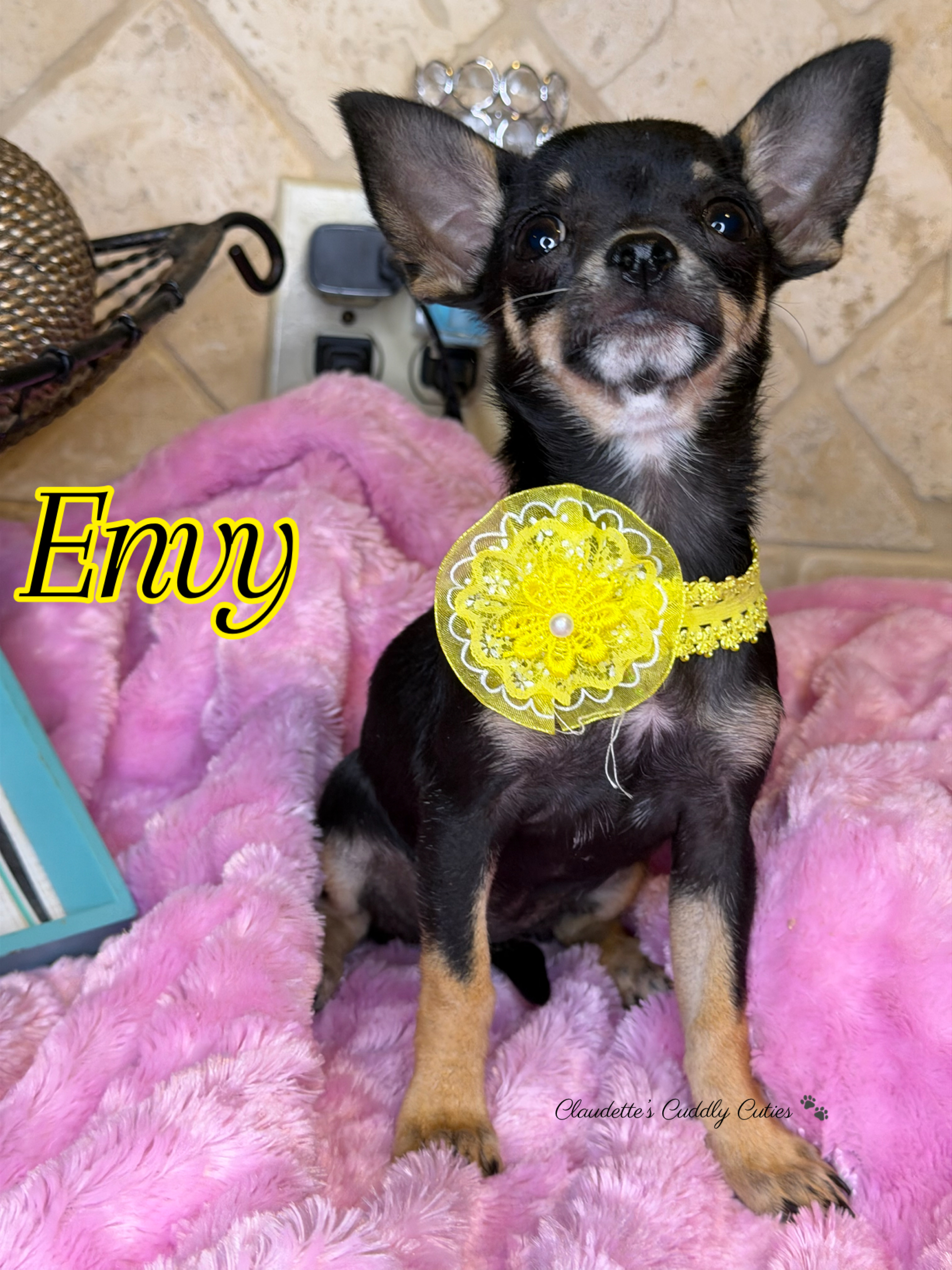 Southeast Texas Yorkies and Chihuahua Puppies for sale