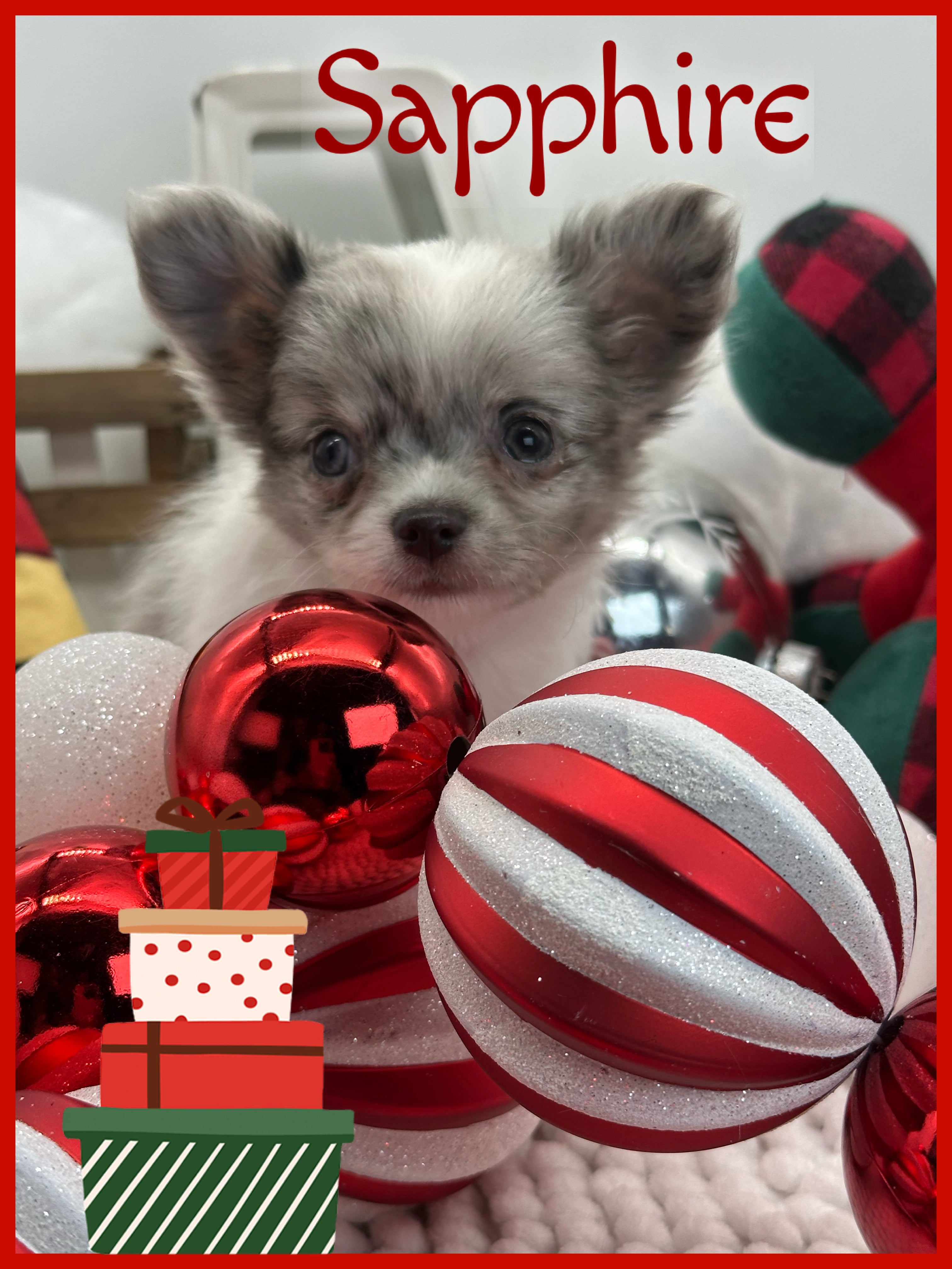Southeast Texas Angel Face Chihuahua and Yorkie Puppies