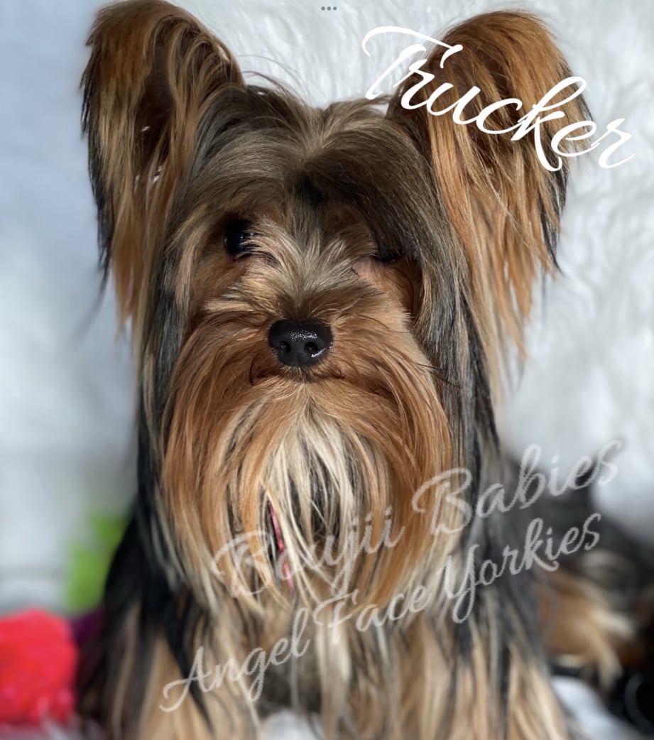 AKC Registered Yorkie and Chihuahua puppies - Southeast Texas Angel Face Yorkies and Charming Chihuahuas 