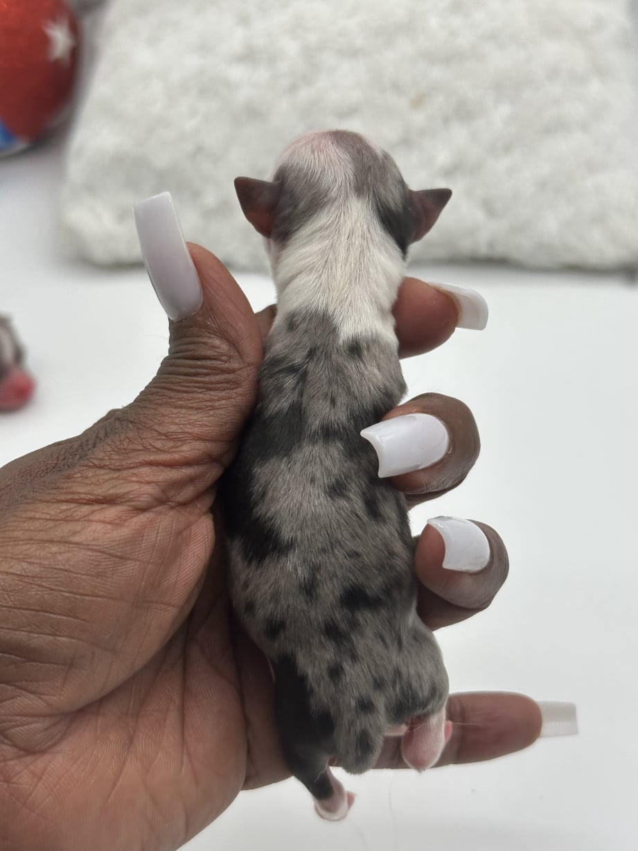 AKC Registered Yorkie and Chihuahua puppies - Southeast Texas Angel Face Yorkies and Charming Chihuahuas 