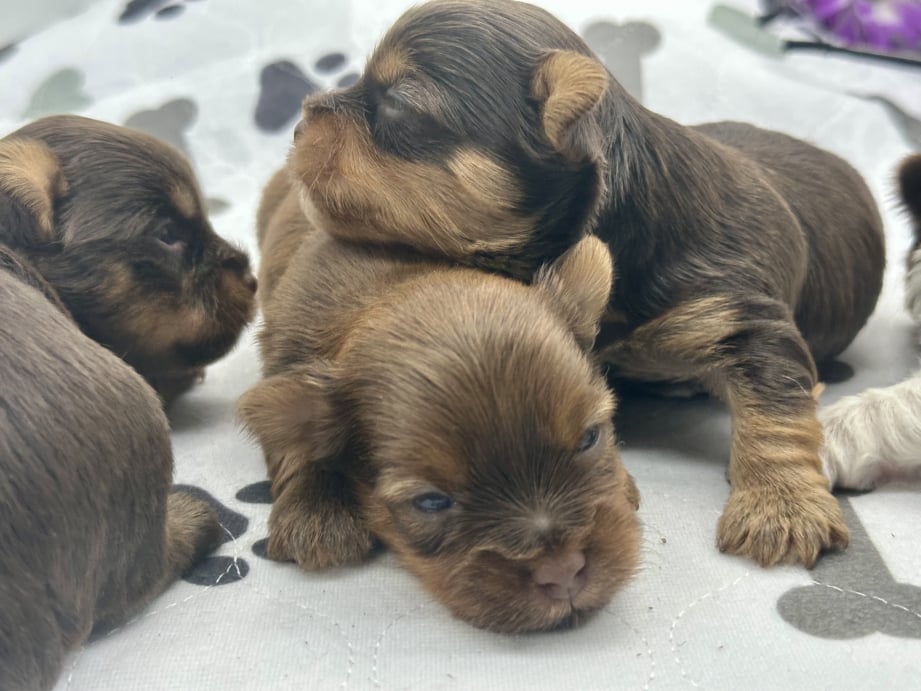 AKC Registered Yorkie and Chihuahua puppies - Southeast Texas Angel Face Yorkies and Charming Chihuahuas 