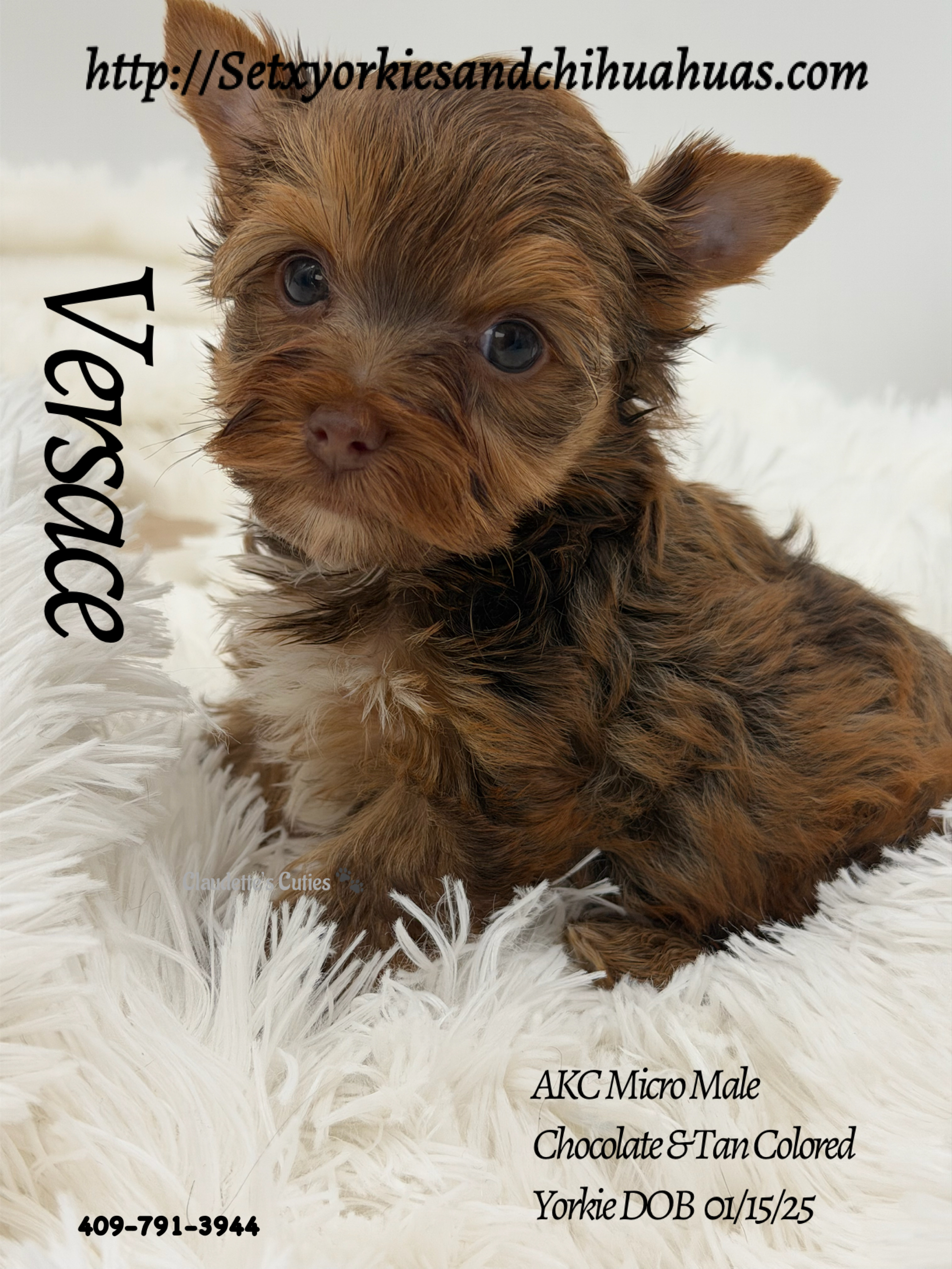 Southeast Texas Yorkies and Chihuahua Puppies