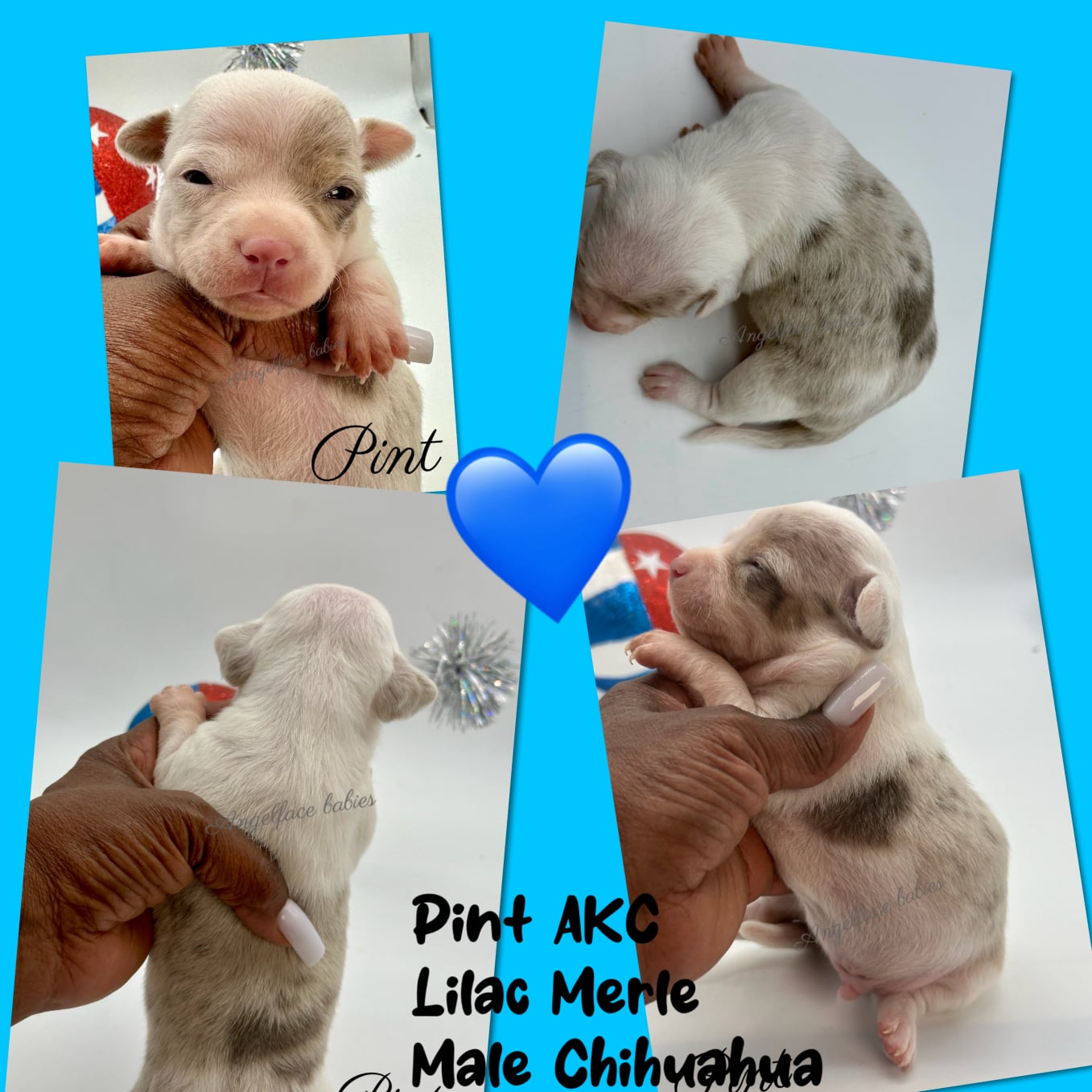 Southeast Texas Angel Face Yorkies & Charming Chihuahuas  Specializing in raising quality Teacup Angel Face Yorkies in Parti, Chocolate & Traditional, Chihuahua's in Blue, Merle, and Chocolate in Southeast Texas