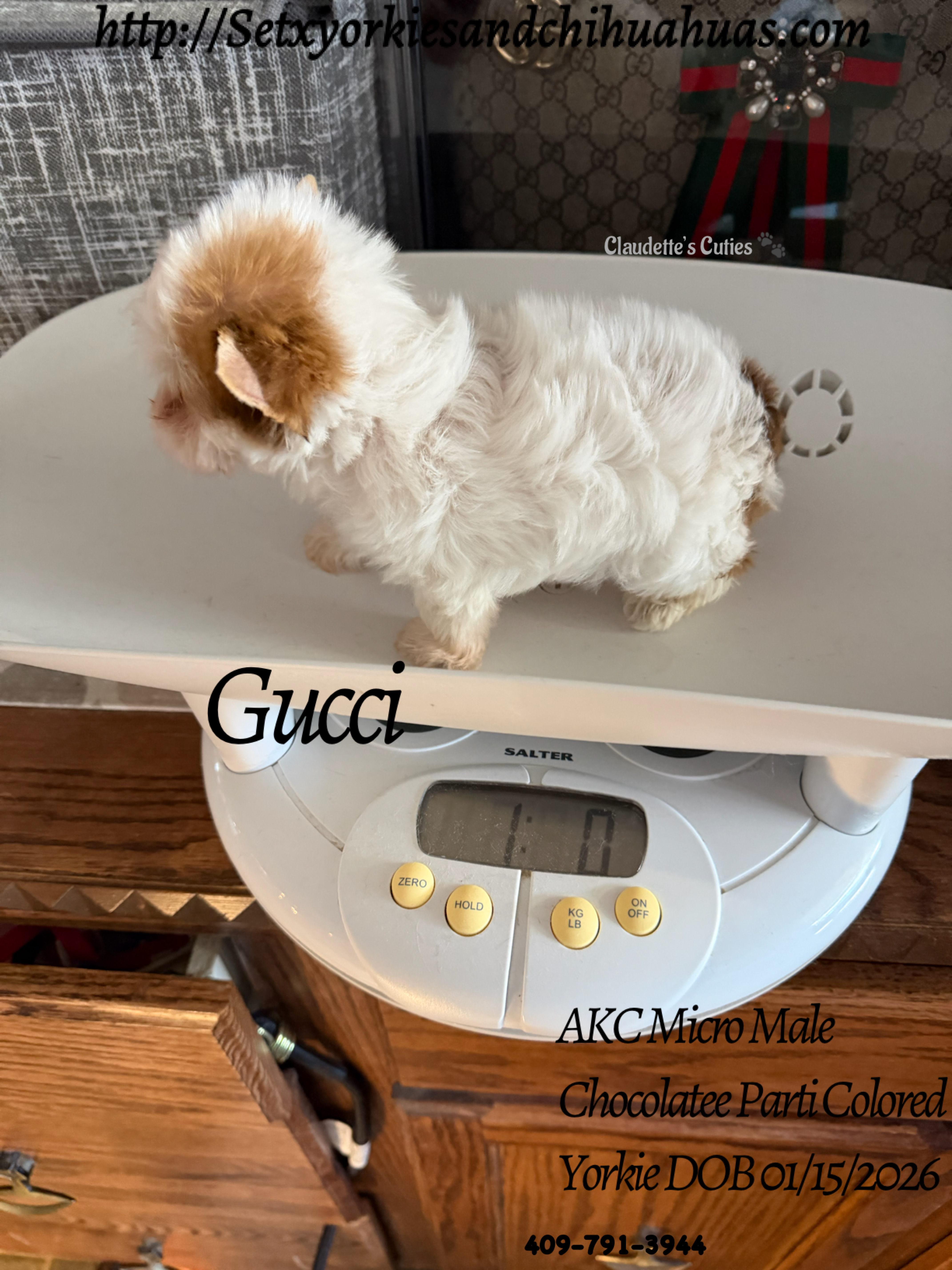 Southeast Texas Yorkies and Chihuahua Puppies for sale