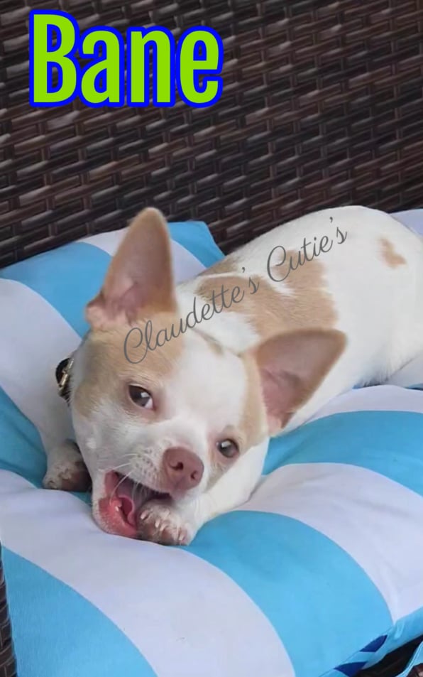 Southeast Texas Angel Face Chihuahua and Yorkie Puppies