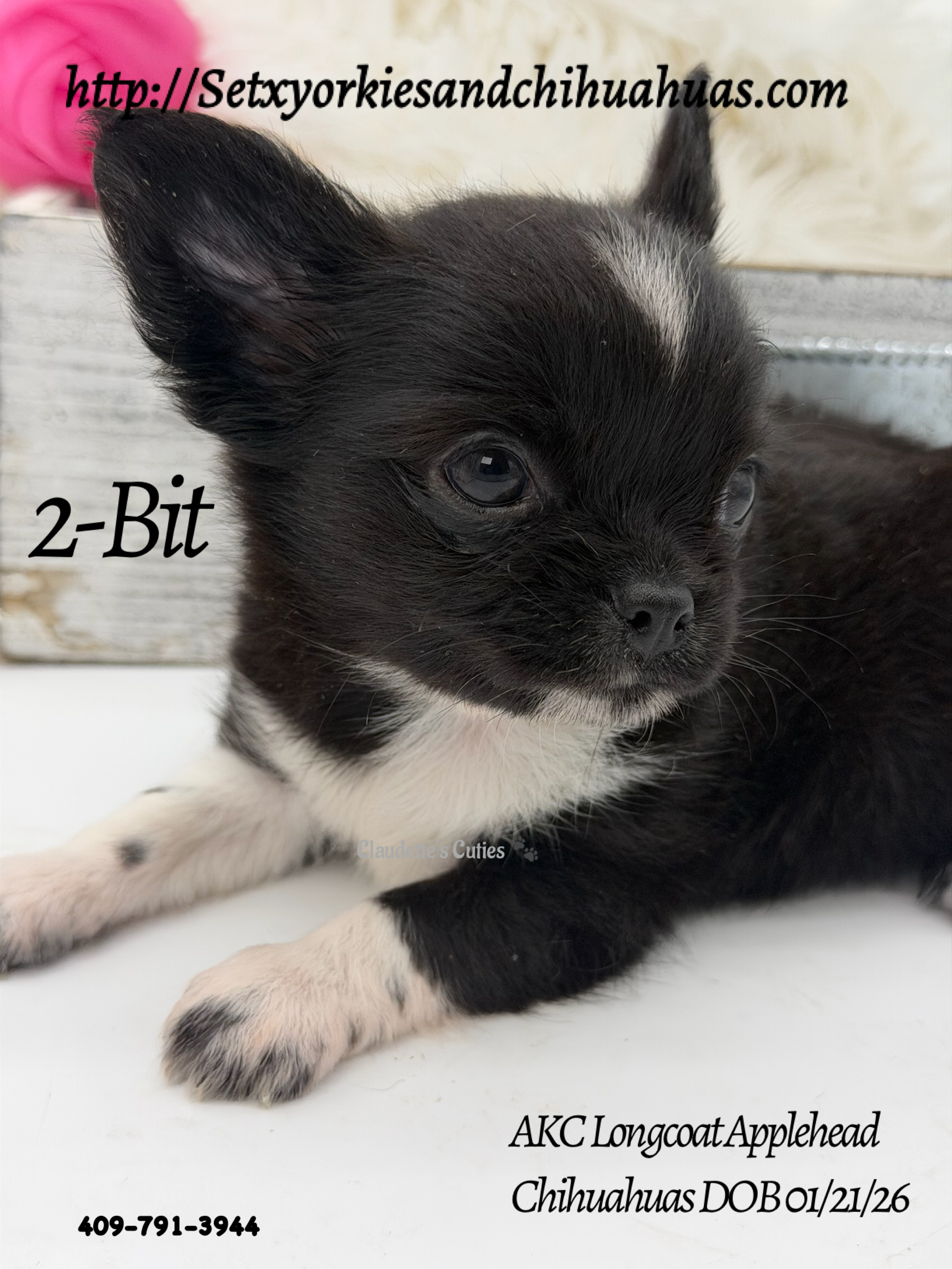 Southeast Texas Yorkies and Chihuahua Puppies for sale