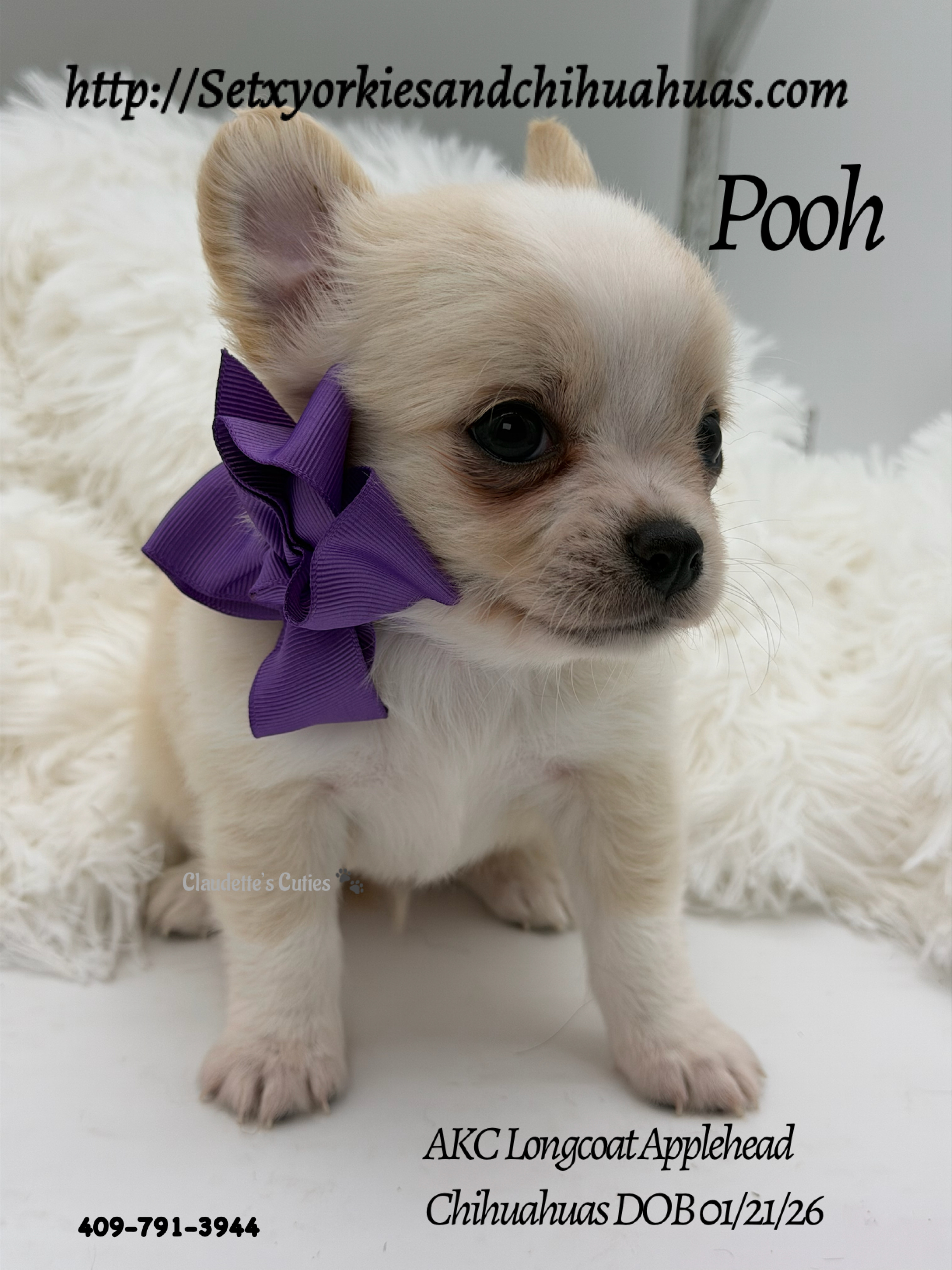 Southeast Texas Yorkies and Chihuahua Puppies for sale