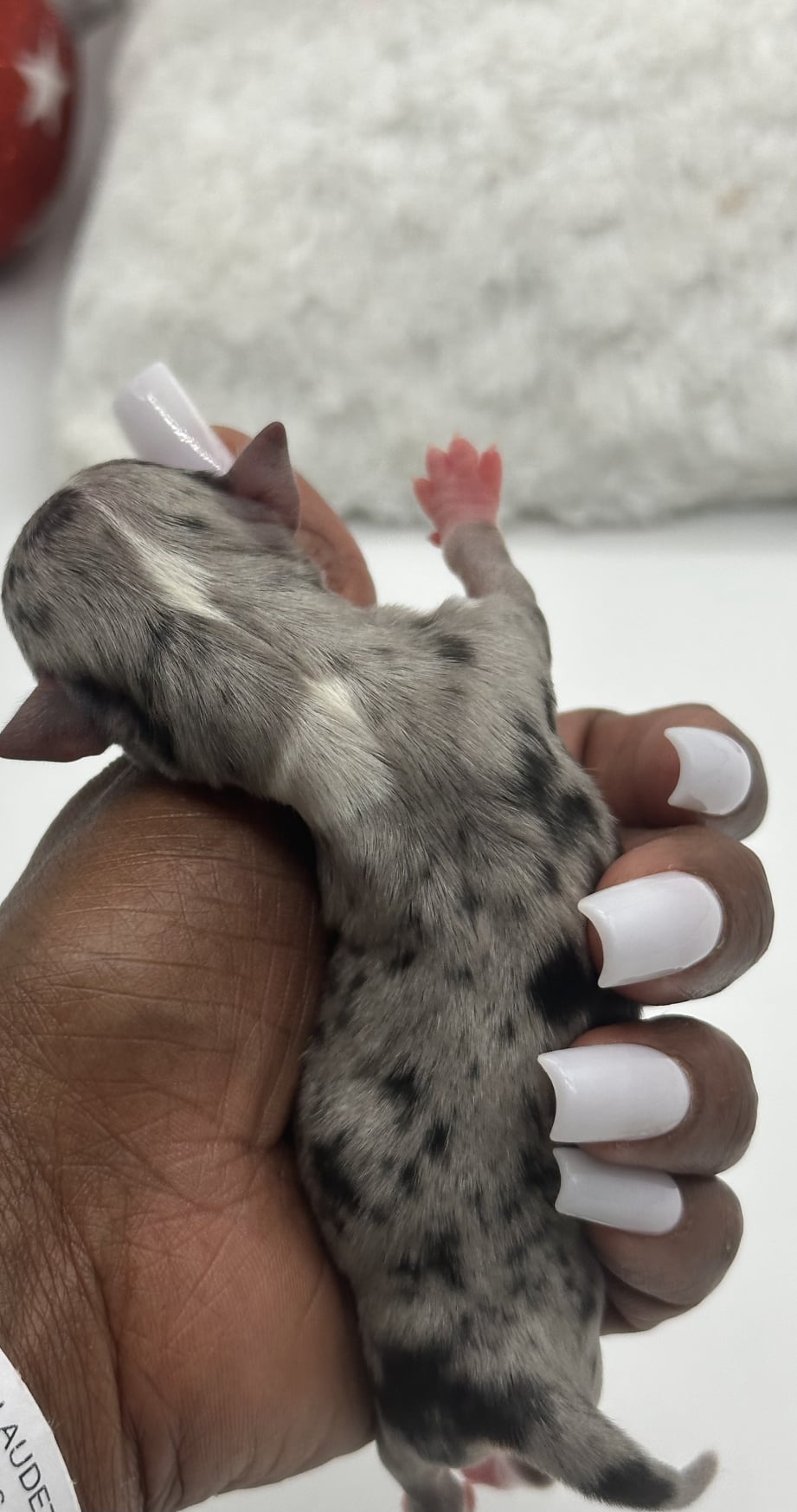AKC Registered Yorkie and Chihuahua puppies - Southeast Texas Angel Face Yorkies and Charming Chihuahuas 