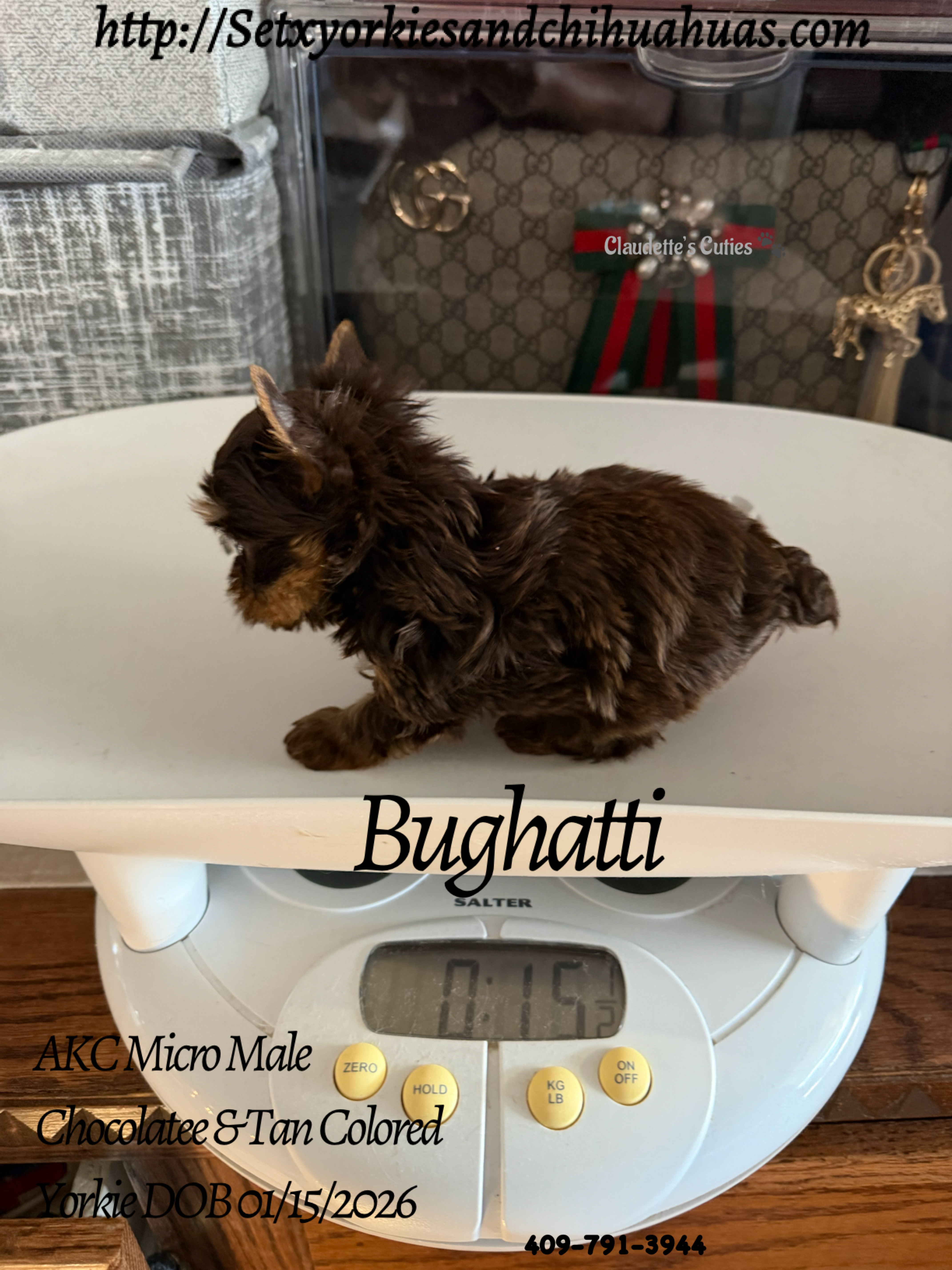 Southeast Texas Yorkies and Chihuahua Puppies for sale