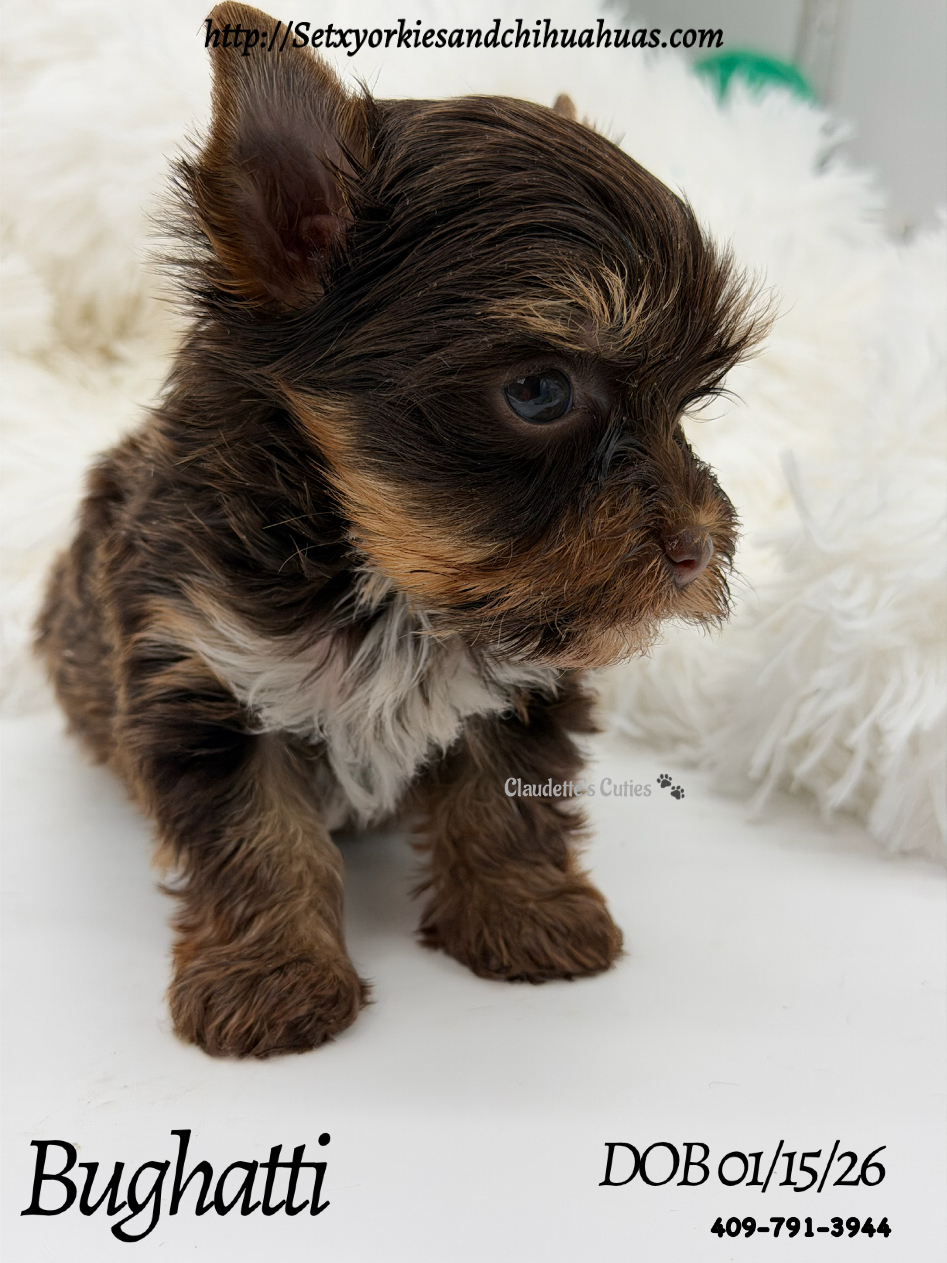 Southeast Texas Yorkies and Chihuahua Puppies for sale