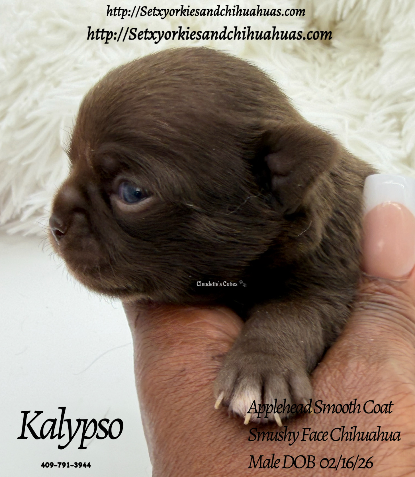 Southeast Texas Yorkies and Chihuahua Puppies