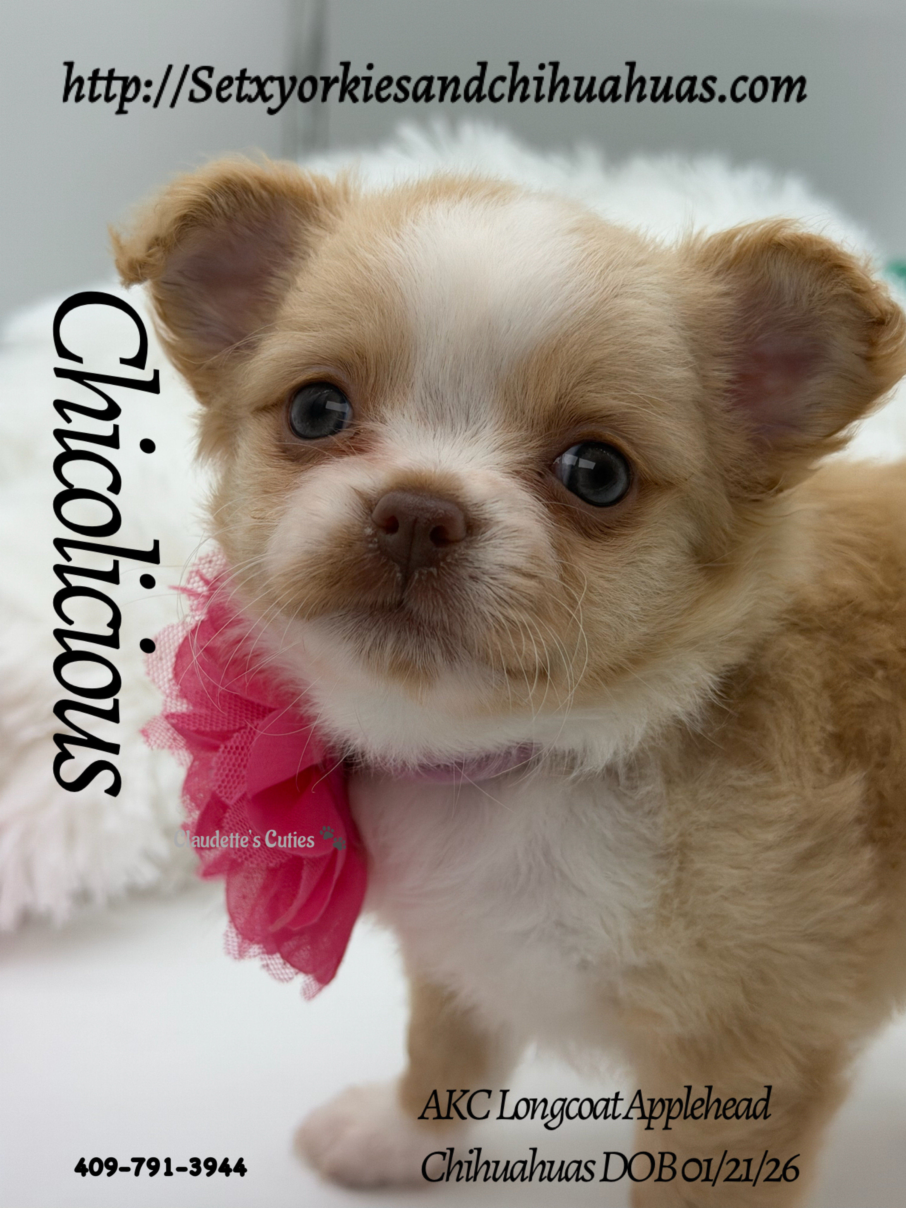 Southeast Texas Yorkies and Chihuahua Puppies for sale