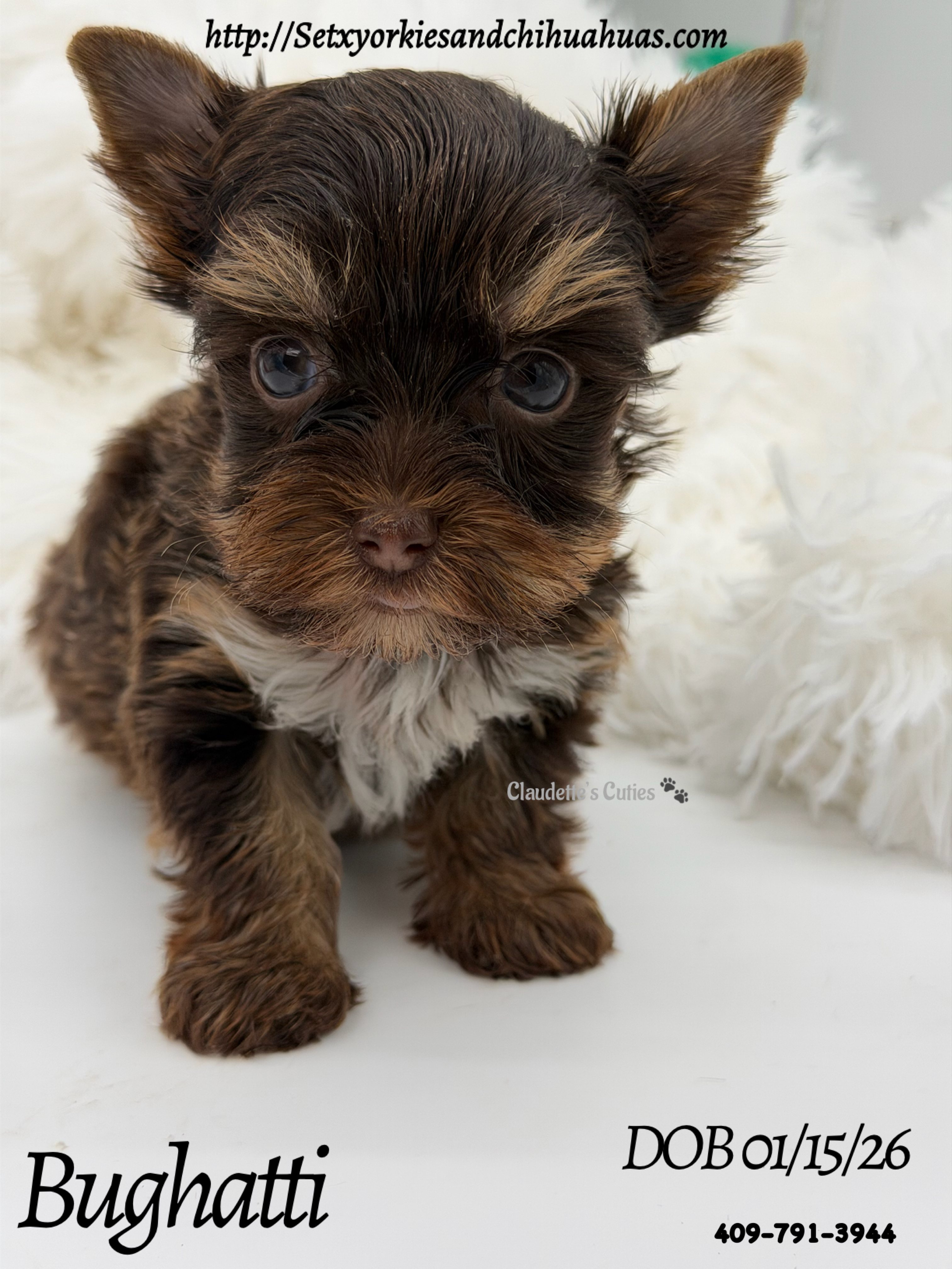 Southeast Texas Yorkies and Chihuahua Puppies for sale