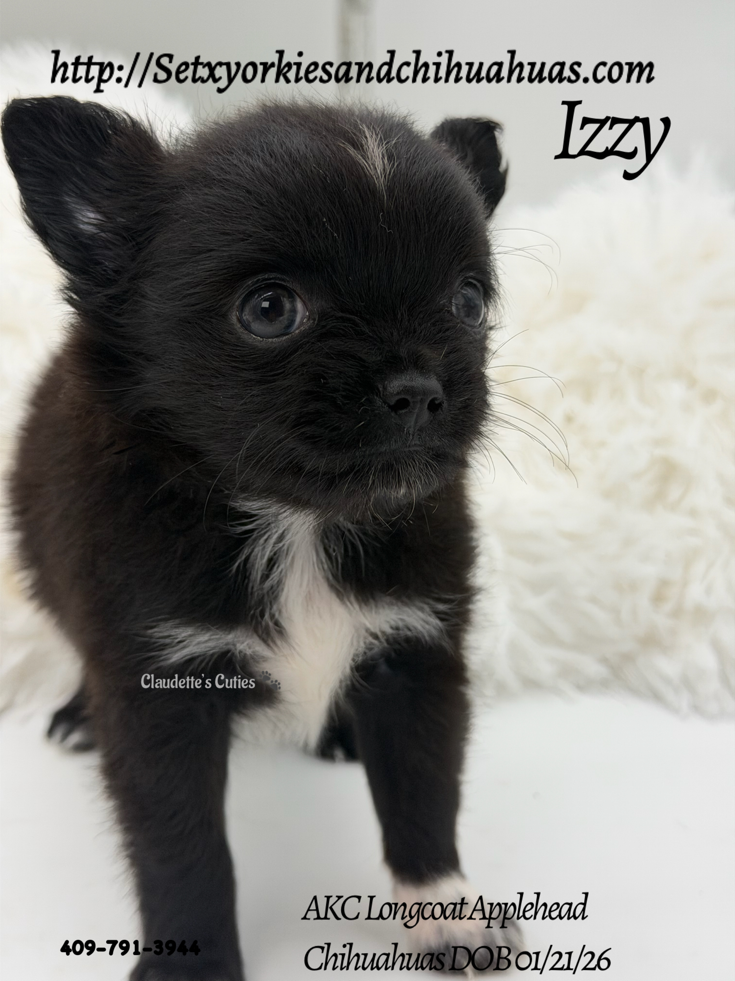 Southeast Texas Yorkies and Chihuahua Puppies for sale