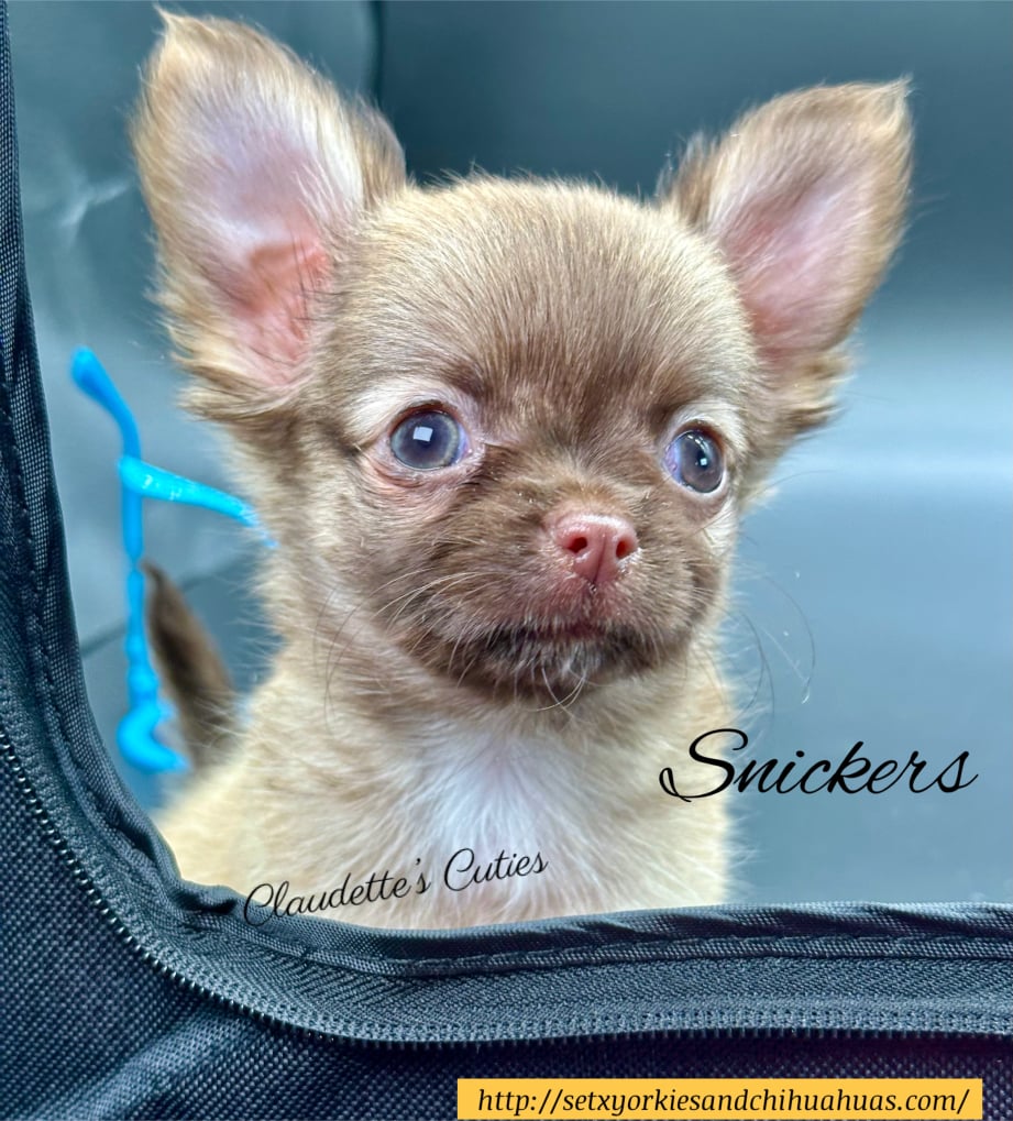 AKC Registered Yorkie and Chihuahua puppies - Southeast Texas Angel Face Yorkies and Charming Chihuahuas 