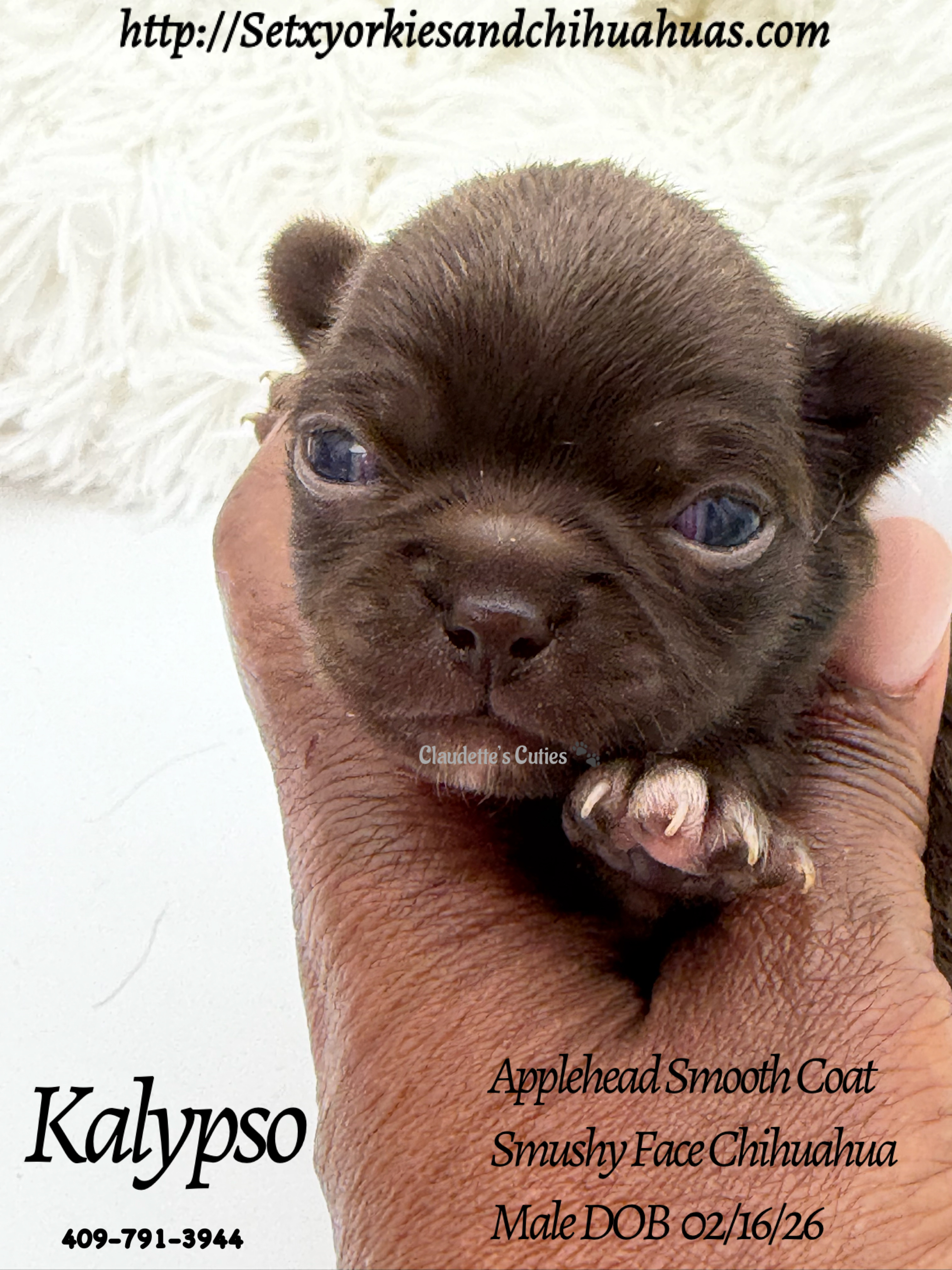 Southeast Texas Yorkies and Chihuahua Puppies for sale