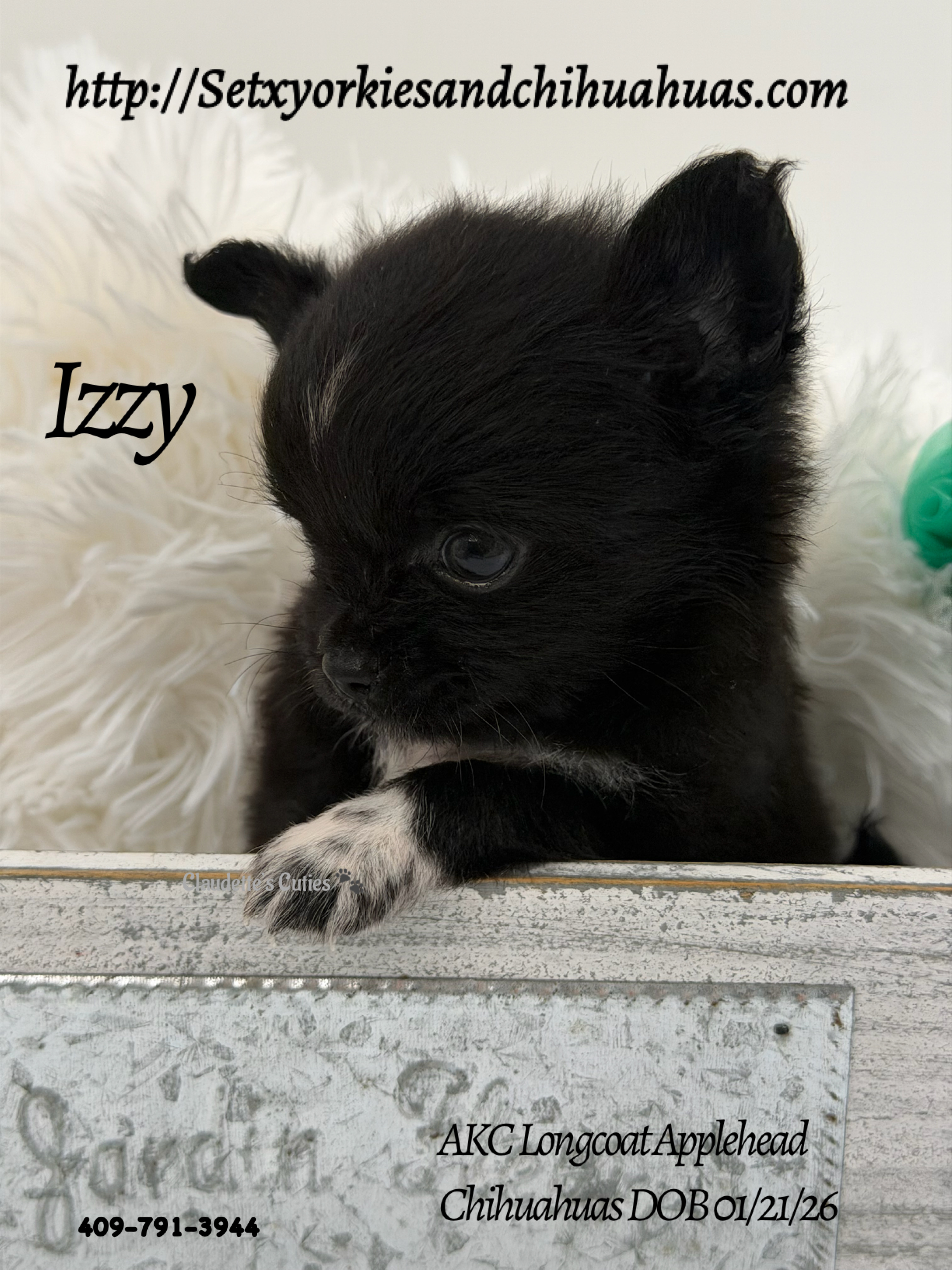 Southeast Texas Yorkies and Chihuahua Puppies for sale