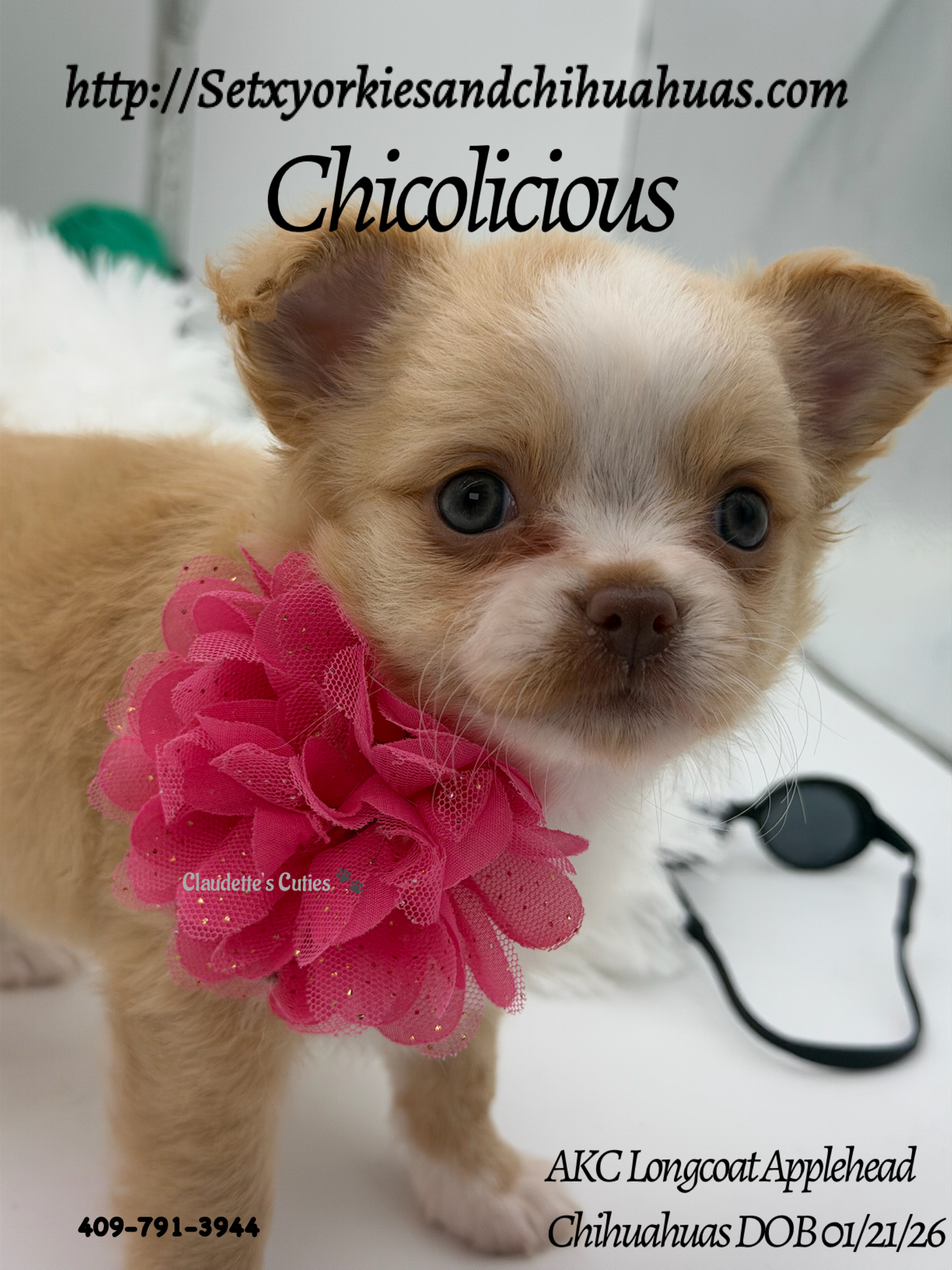 Southeast Texas Yorkies and Chihuahua Puppies for sale