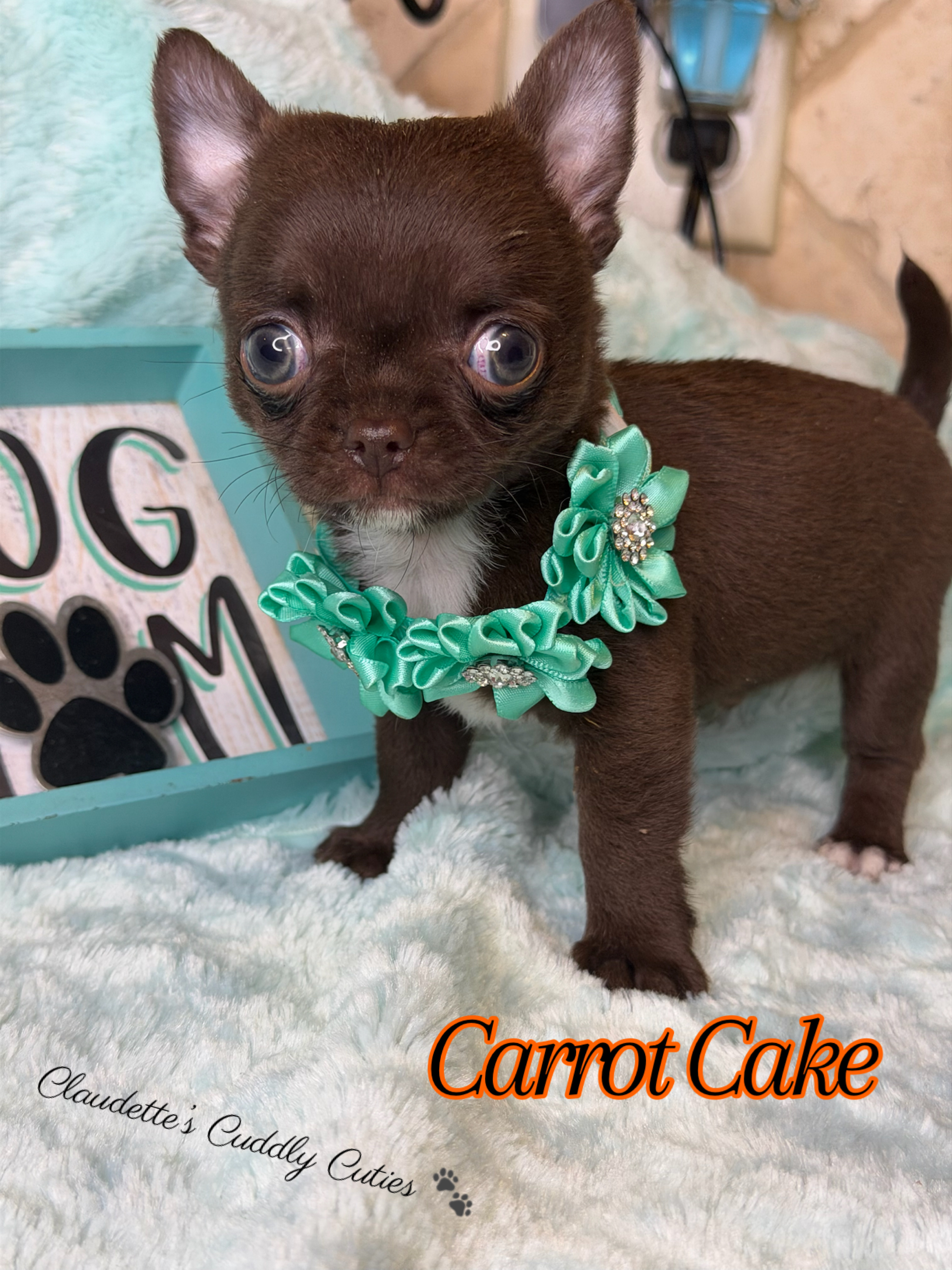 Southeast Texas Yorkies and Chihuahua Puppies for sale