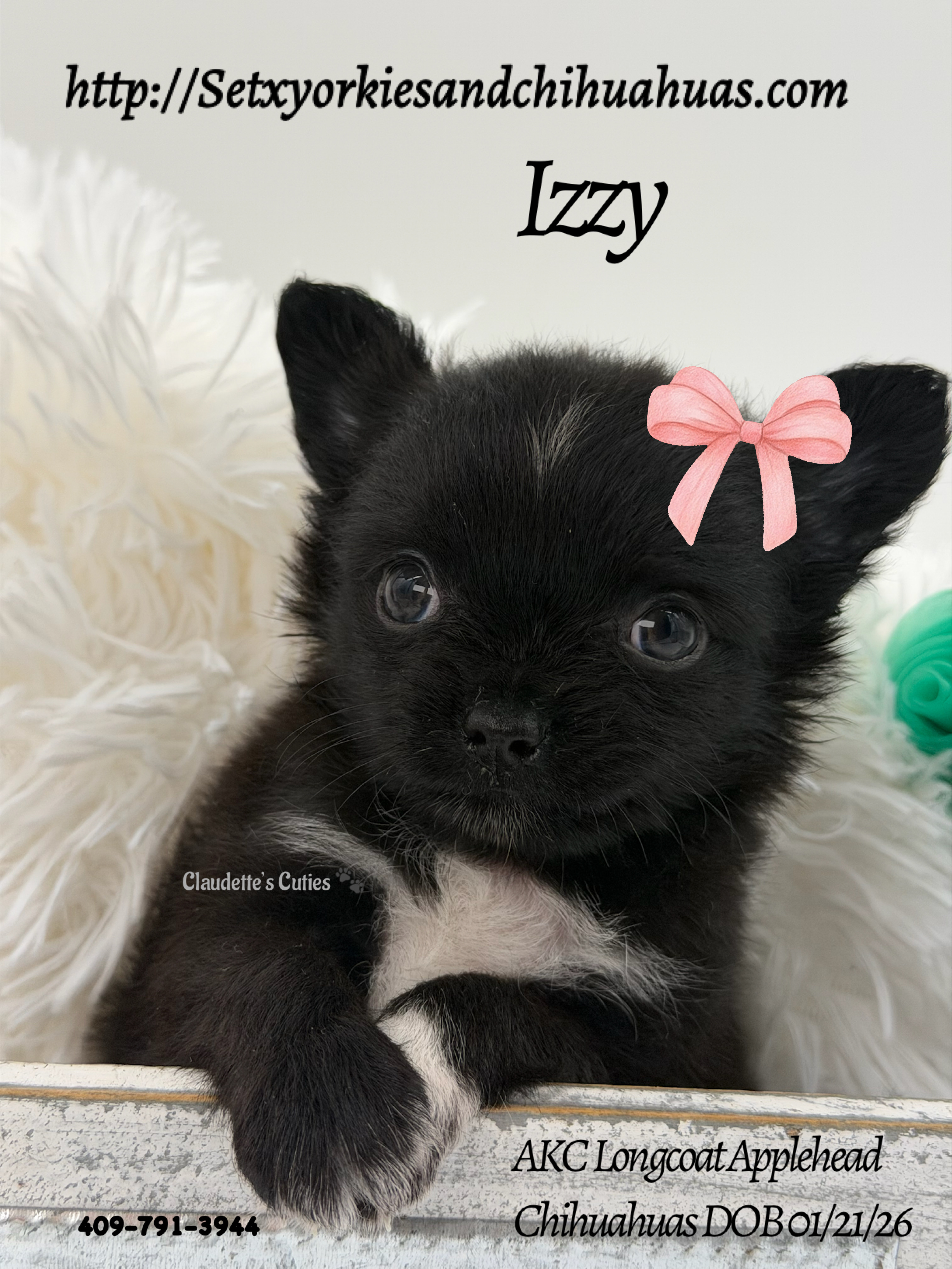 Southeast Texas Yorkies and Chihuahua Puppies for sale