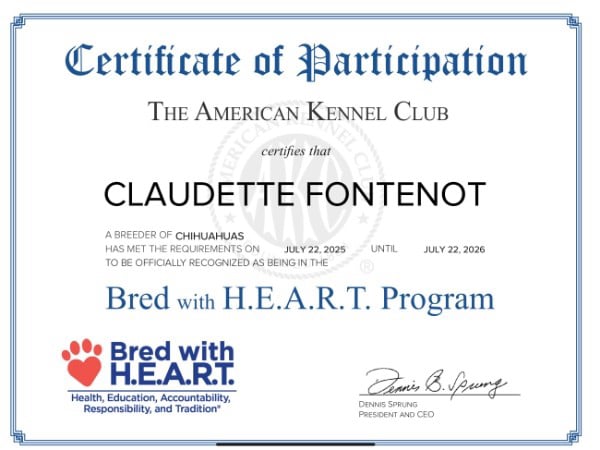 Southeast Texas Angel Face Yorkies &  Charming Chihuahuas