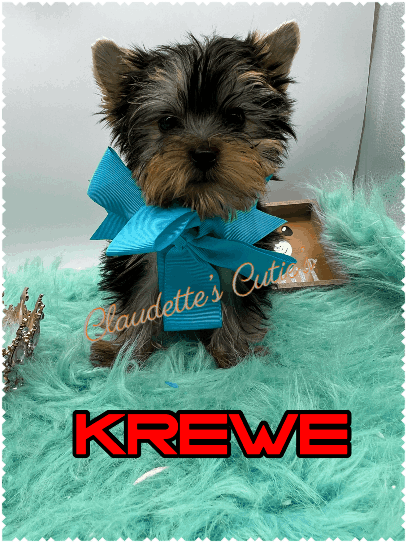 Yorkie Puppies Southeast Texas Angel Face Yorkies and Charming Chihuahuas